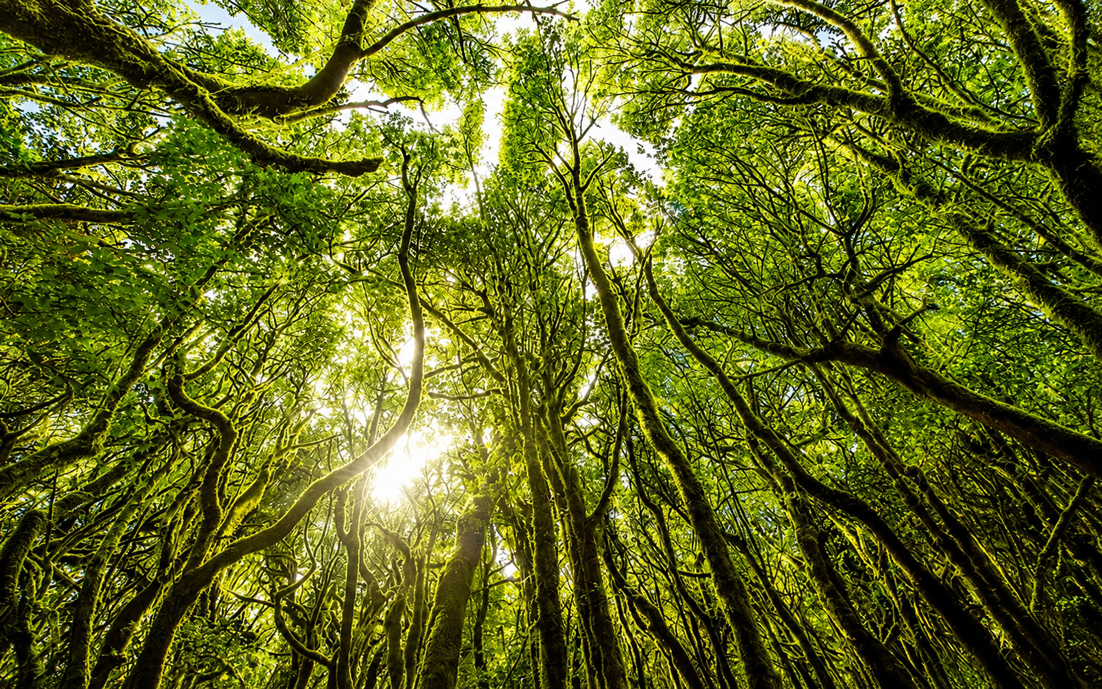 Healthy green forest canopy
